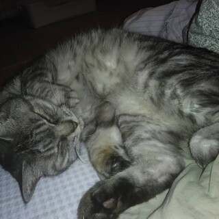 美しいサバトラ色、ふわっふわっ柔らか毛