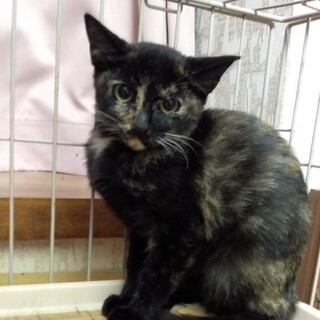 手術済み　黒さび猫女の子　里親さん決定