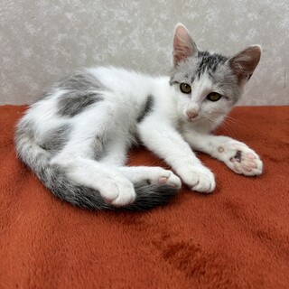 白サバのトントン‼️慣れているので初心者の味方