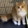 スコティッシュストレート★代理投稿★ウメコちゃん サムネイル2