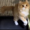 スコティッシュストレート★代理投稿★ウメコちゃん サムネイル3