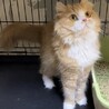 スコティッシュストレート★代理投稿★ウメコちゃん サムネイル4