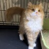 スコティッシュストレート★代理投稿★ウメコちゃん サムネイル5