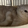 スコティッシュストレート★代理投稿★キュロスくん サムネイル3