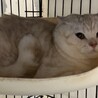 スコティッシュストレート★代理投稿★キュロスくん サムネイル4