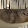 スコティッシュストレート★代理投稿★キュロスくん サムネイル5