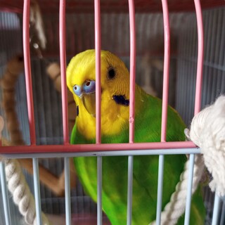 歌マネが上手なセキセイインコ♂