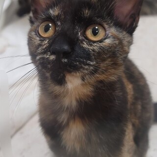 3ヶ月のお転婆サビちゃん♡