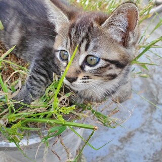 サバトラの器量よし美人な子猫ちゃん