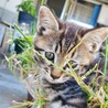 サバトラの器量よし美人な子猫ちゃん サムネイル3