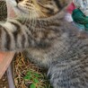 サバトラの器量よし美人な子猫ちゃん サムネイル4