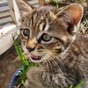 サバトラの器量よし美人な子猫ちゃん サムネイル7