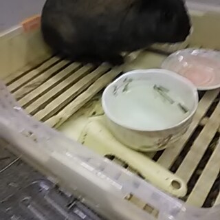 うさぎを引き取ってくださる方を募集しています