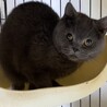 ブリティッシュショートヘア★代理投稿★ブリミちゃん サムネイル2