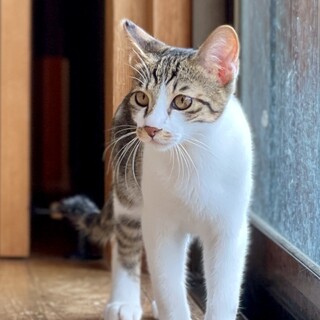 2023年5月末生ー甘えん坊のやんちゃな男の子　