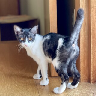 ＊交渉検討中＊約4ヶ月-シャイなハチワレの女の子