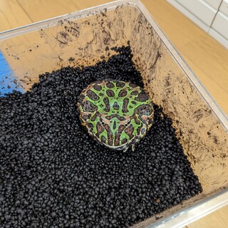 ツノガエル♂2匹の里親を募集します。