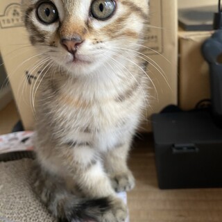 キジトラ❤️小柄で可愛い顔の女の子