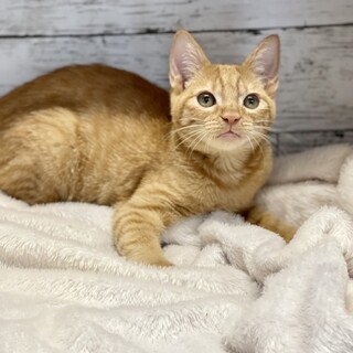 推定2023年5月生 茶トラ︎︎ ♀フィオナ♡