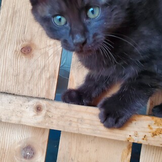 おっとりおとなしいハンサムな子猫ちゃんです