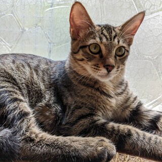 トムくん(首里の4兄妹) 4ヶ月の男の子です。