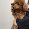トイプードル♀(6歳)トライアル中 サムネイル3