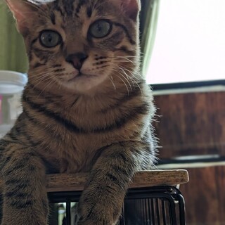 デール君、4ヶ月の男の子です