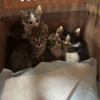 可愛い盛り四兄弟