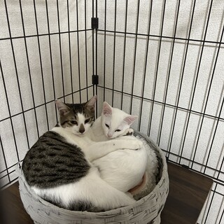 (急募)兄妹猫キジ・白