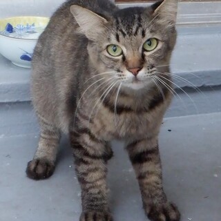 かわいいよ♡キジトラの男の子