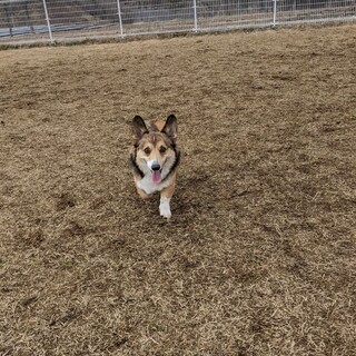 ウェルシュコーギー　6歳　オス
