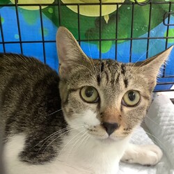 保護猫譲渡会 サムネイル2