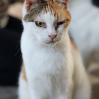 猫の休憩所☆こごみ