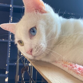 猫の休憩所☆チロ