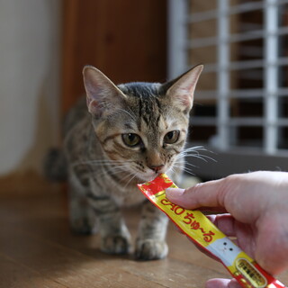 猫の休憩所☆たかな