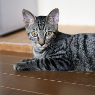 猫の休憩所☆おかか