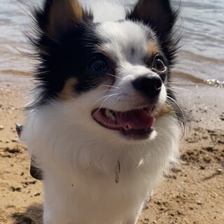 お散歩大好き！体力おばけなアモルくん♡