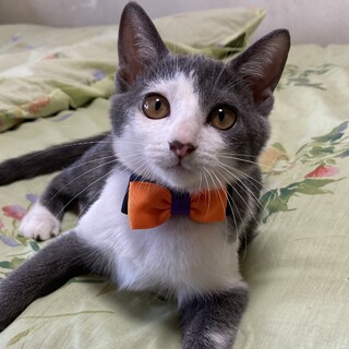 綺麗なグレー白の女の子♪　デビー