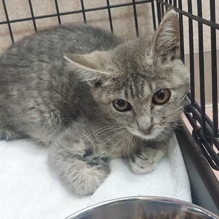 猫の休憩所☆オペラ