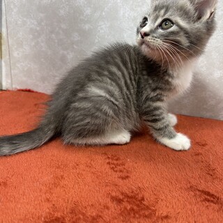 超イケメン三兄弟！抱っこしたら欲しくなる❤タッチ