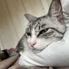 せやしお