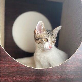 出張先で保護したお膝大好きミラクルちゃん5カ月♀