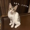 出張先で保護したお膝大好きミラクルちゃん5カ月♀ サムネイル2