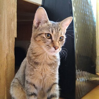 後追いしてくるキジトラの女の子