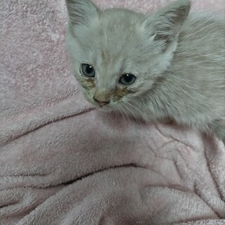 【知人のお家に決定】保護した子猫の里親様を募集