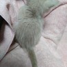 【知人のお家に決定】保護した子猫の里親様を募集 サムネイル2