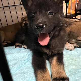 一旦募集停止この子、かわいいです。