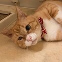 ニャース：男の子８才：可愛いおじさん