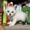 シャムミックス女の子　こねこ サムネイル2