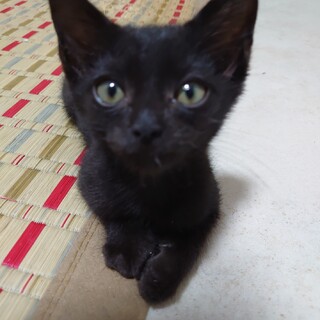 黒（オス３か月）と白茶（オス５か月）